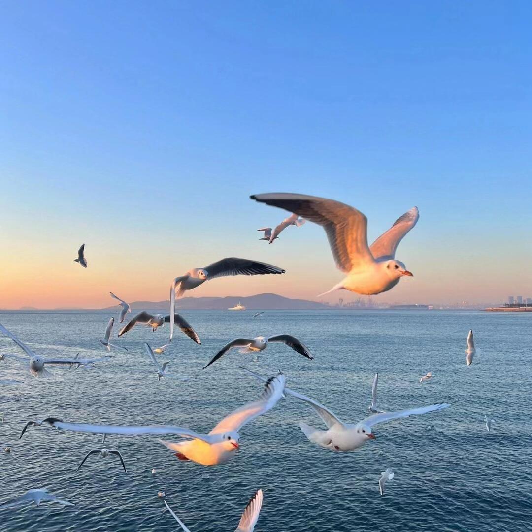 回合制小金刚1i