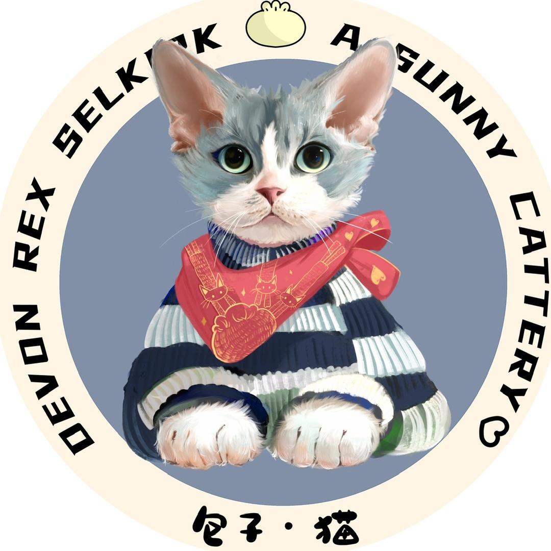 包子的德文卷毛猫
