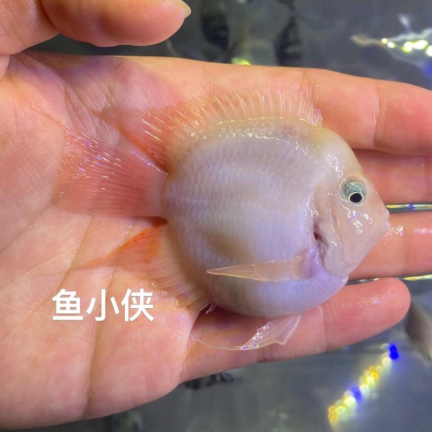 🌈鱼小侠🌈迷你鹦鹉