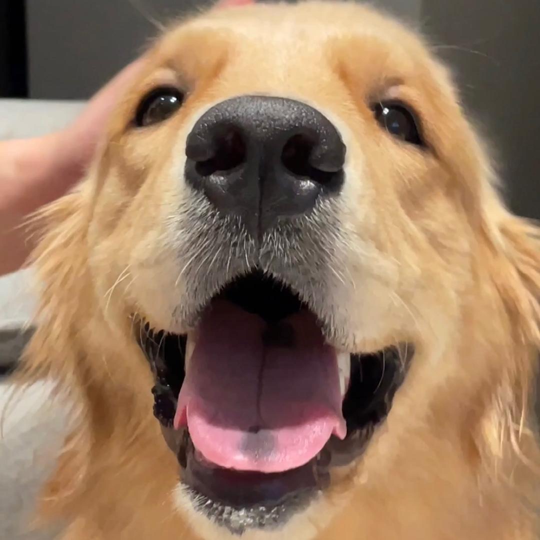 金毛puppy