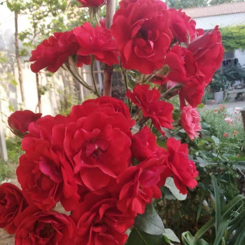静闻花香