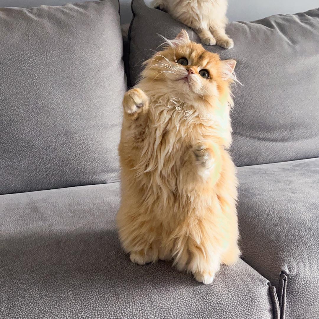 糖果🍬是只猫