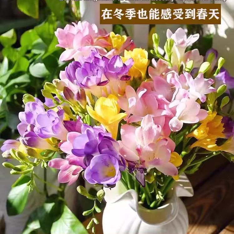 熹熹花镜花卉种球