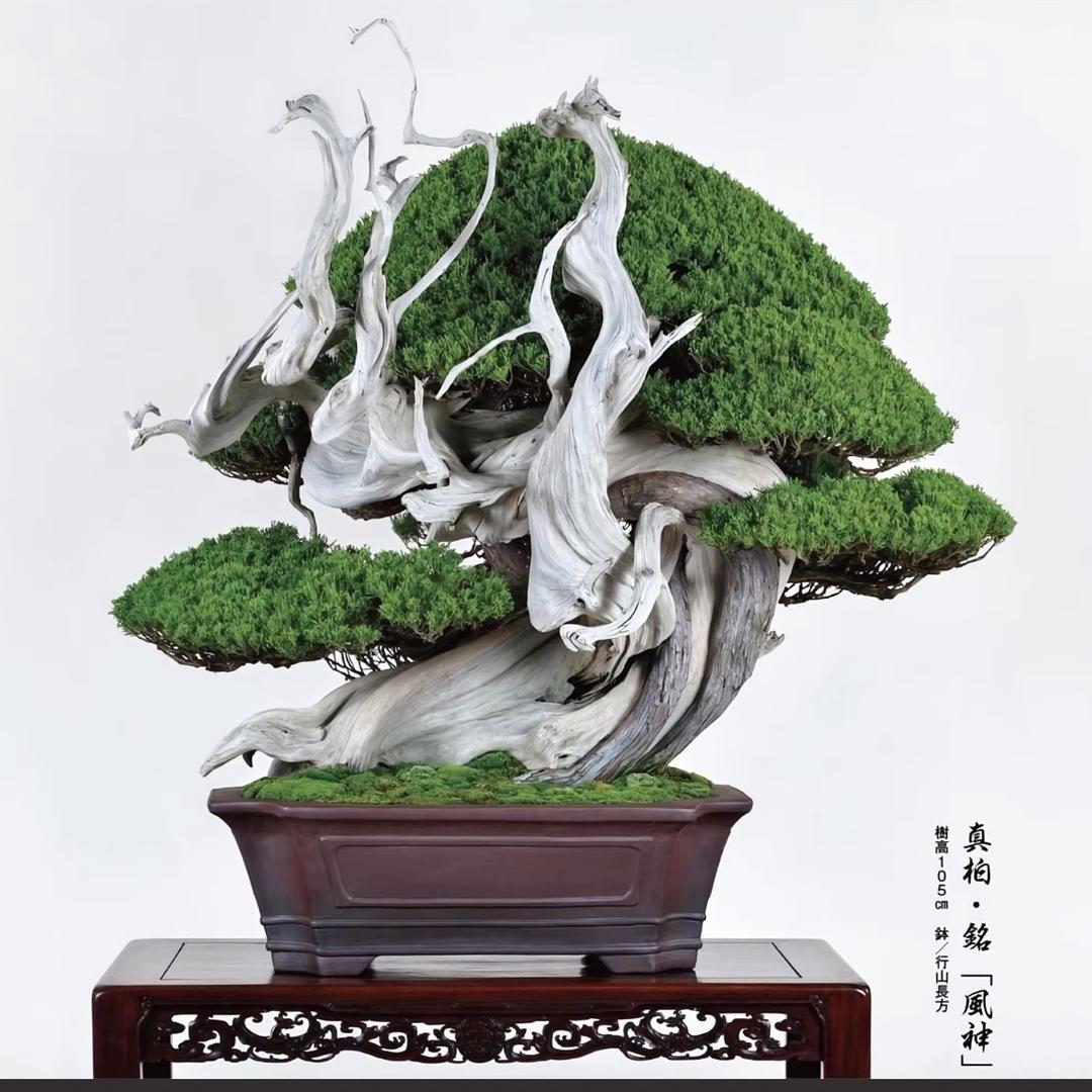 百松苑进口盆景(免费提供松柏盆景养护咨询