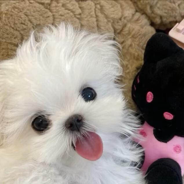 临沂非凡犬舍