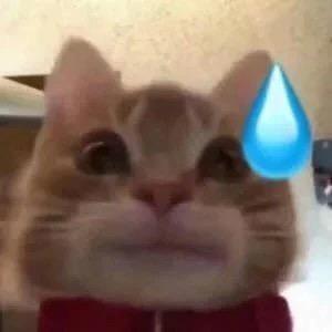饭没了