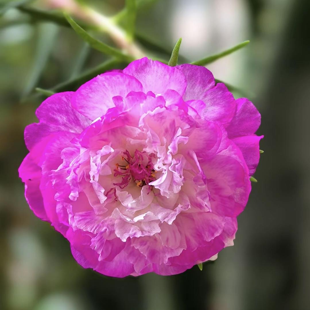 馨宜花卉园艺