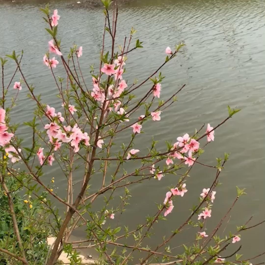 小叶会发光