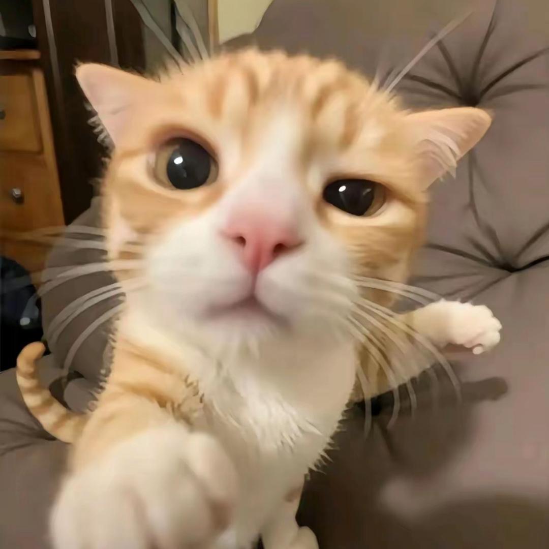 小鱼🐾