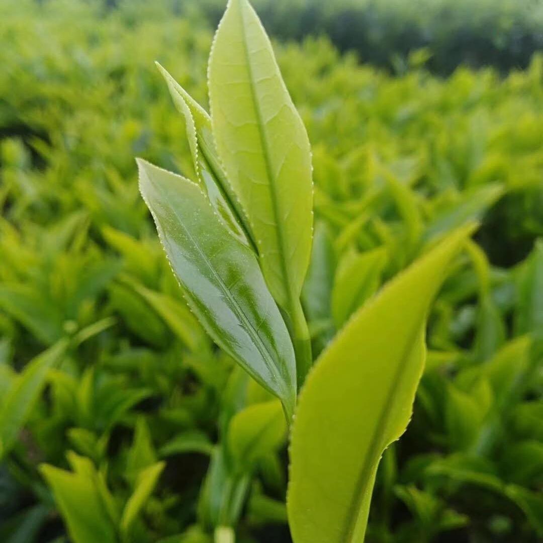 揭阳洺纳炒茶