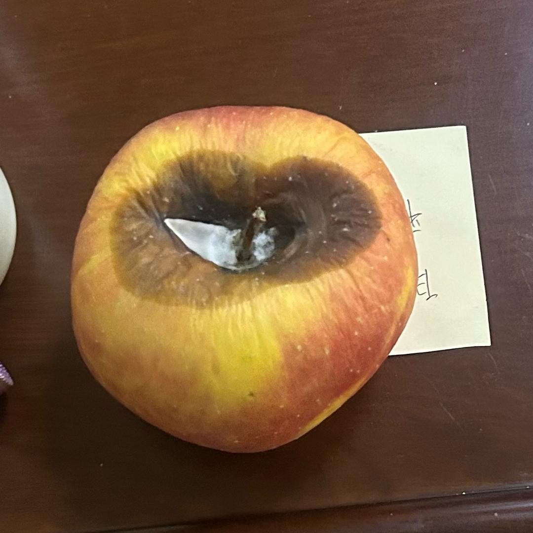 阴暗的胖头鱼
