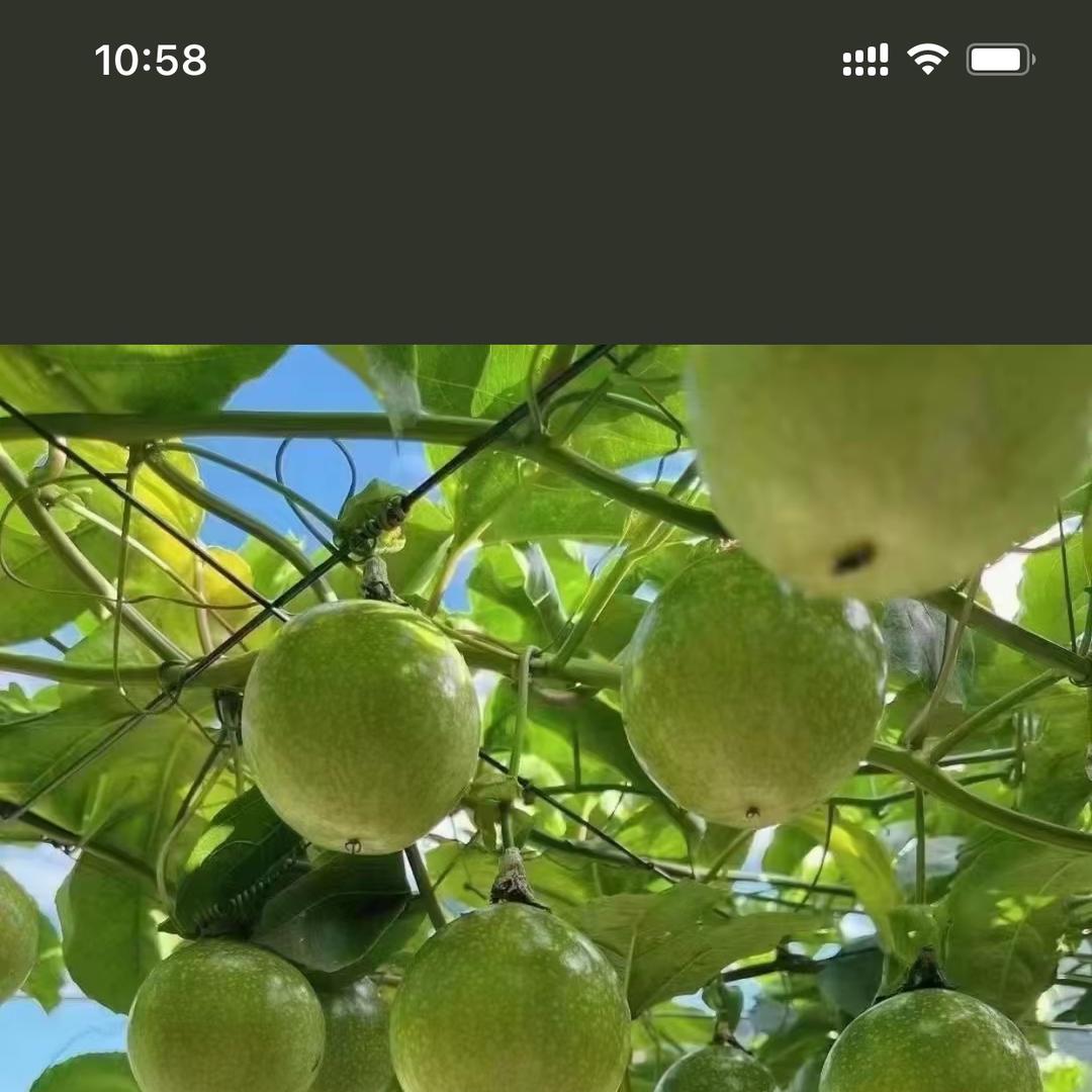 深深鲜果园水果店