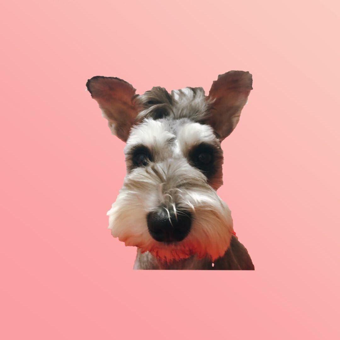 🌈安子专属提款机