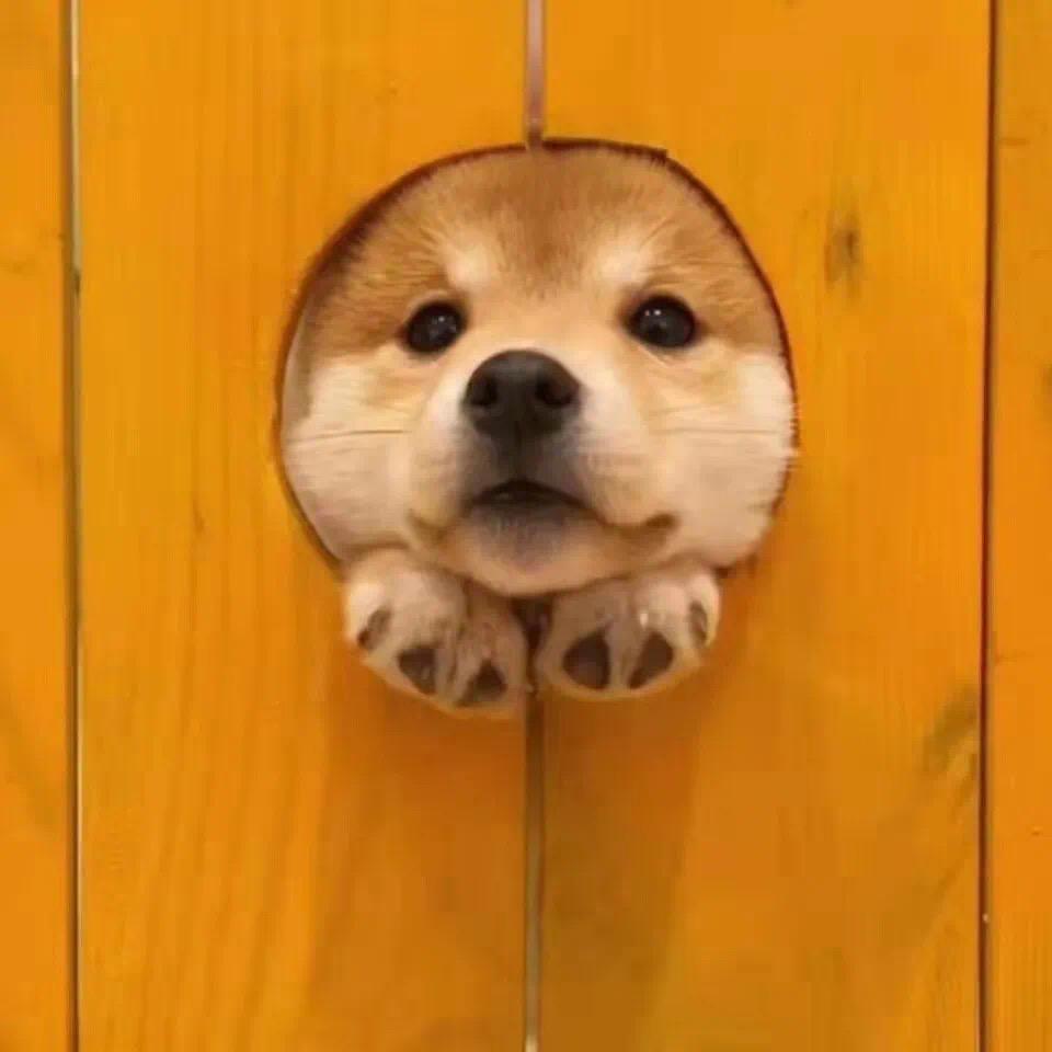 贵麻小金