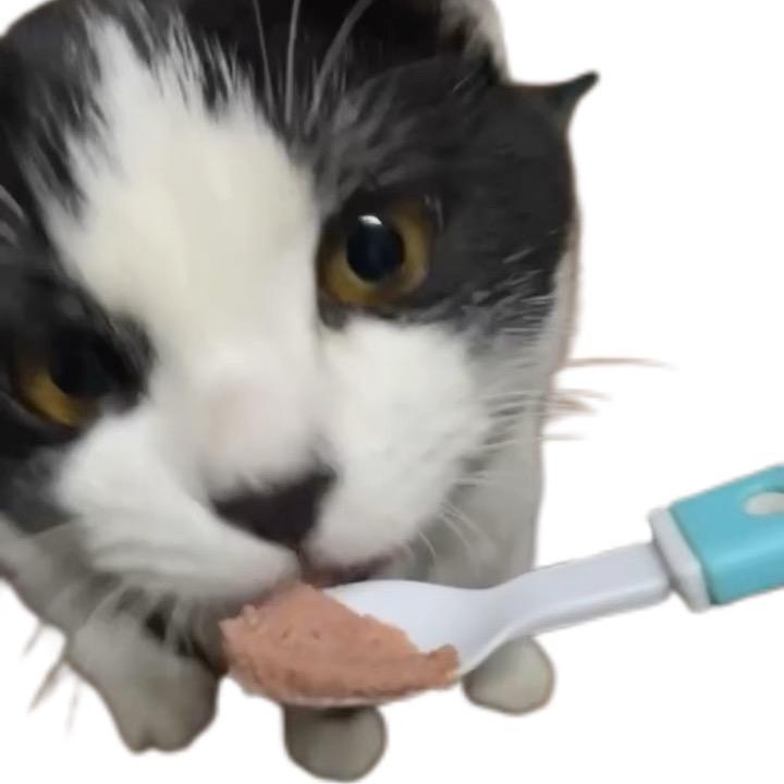 绘梨酱