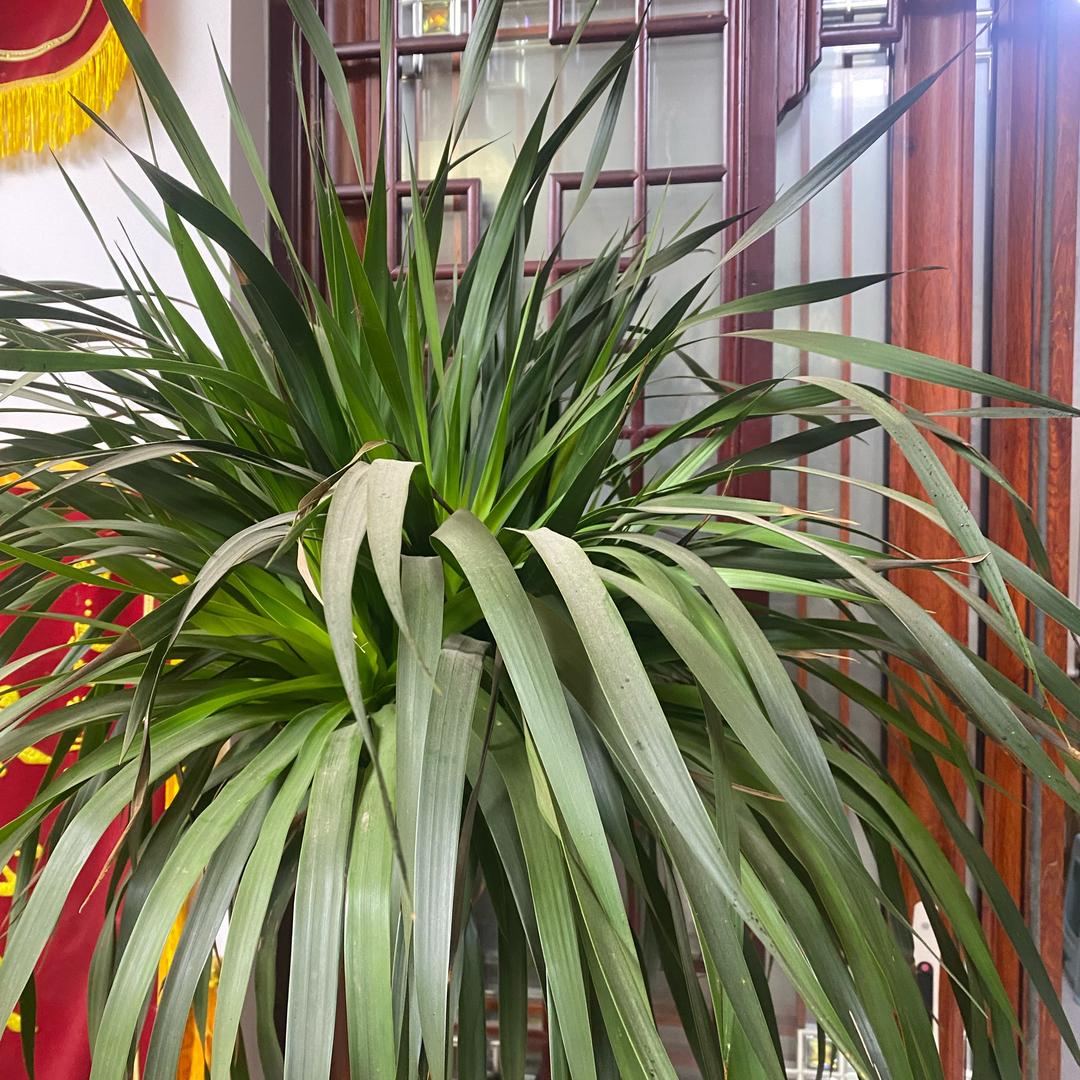周老师讲狐臭