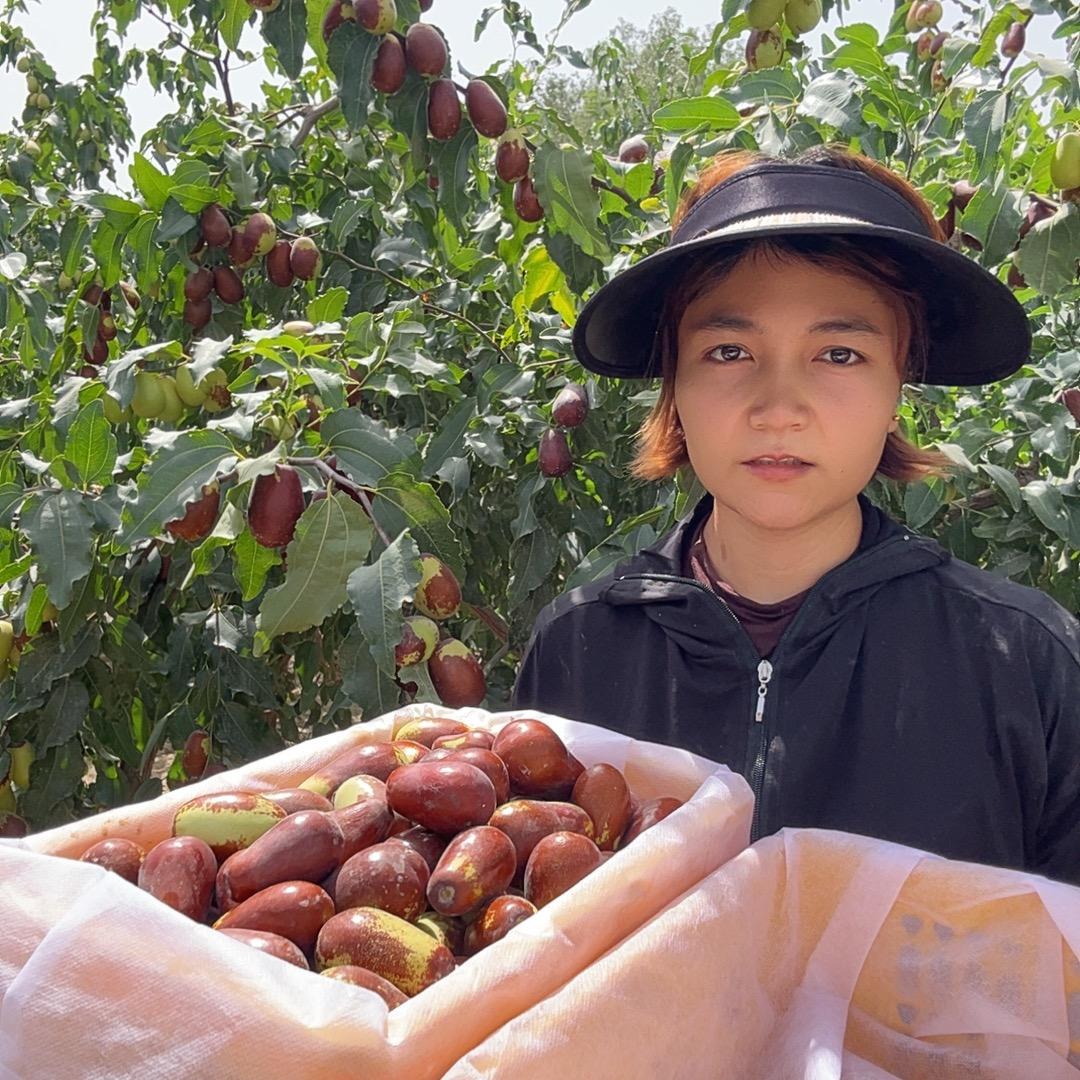 新疆种红枣的小曼