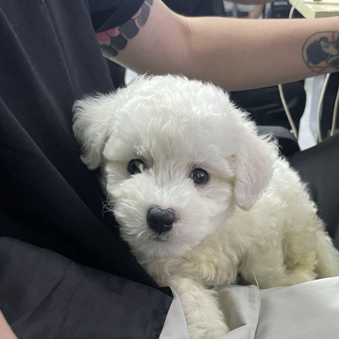 小羊（暗区突围Pc）