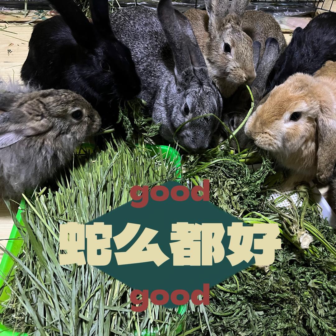 奶茶➕蛋挞🟰一窝兔崽