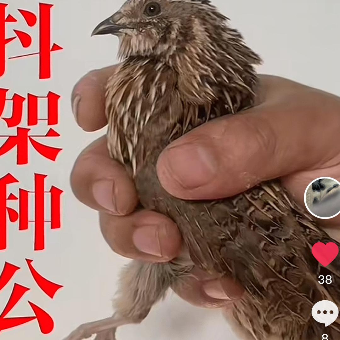 王宁斗鹌鹑