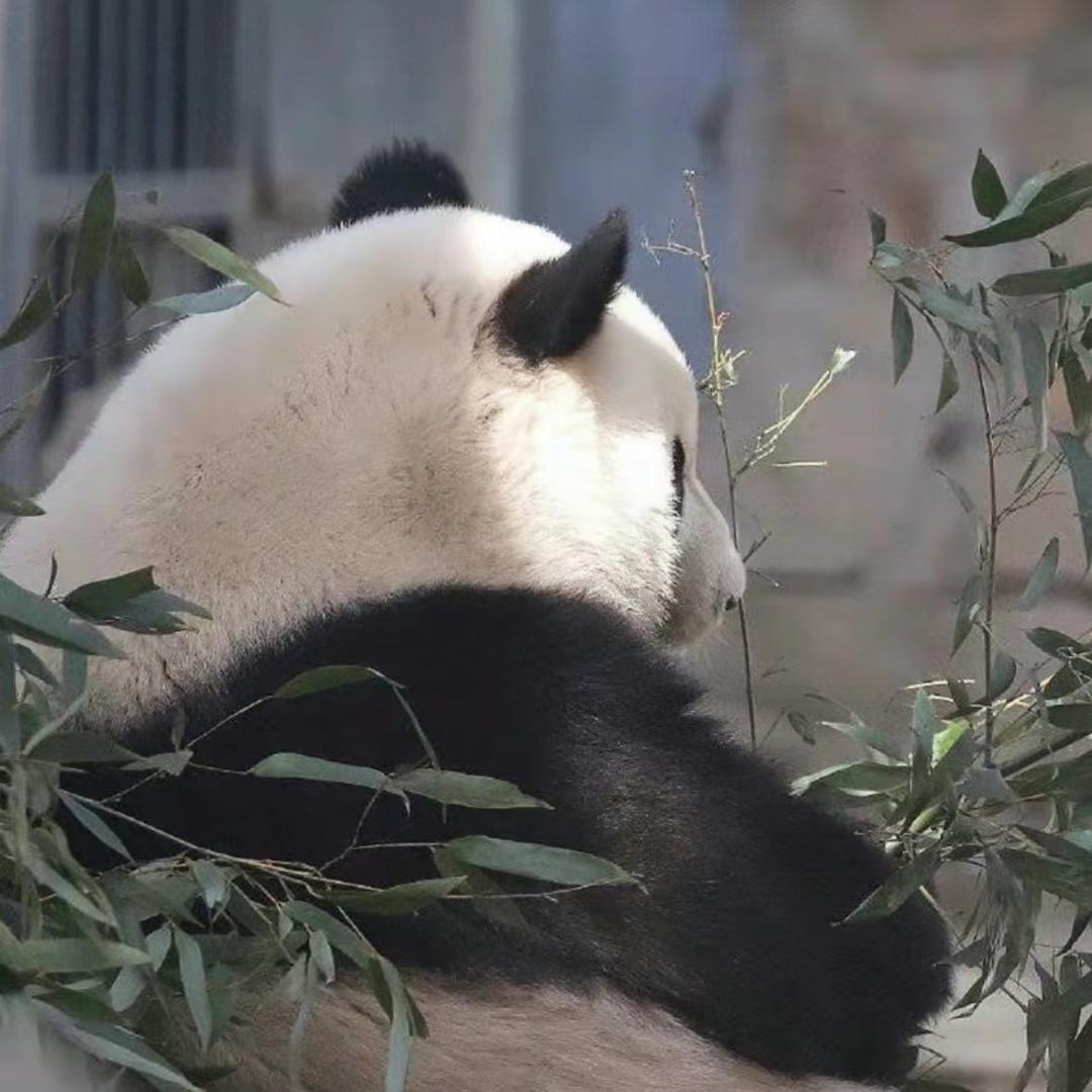 一小个胖丁