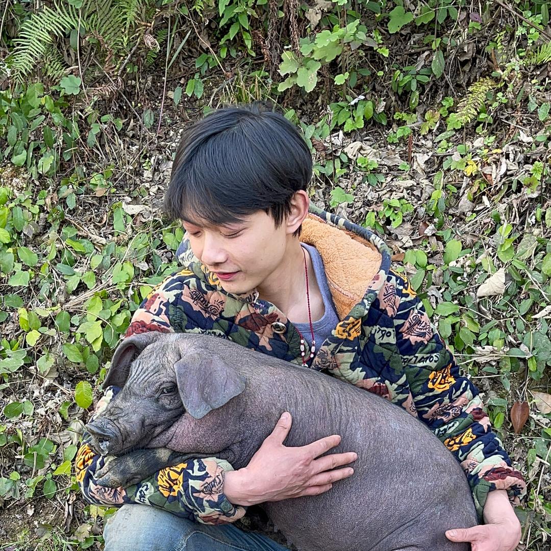 憨憨跑山猪