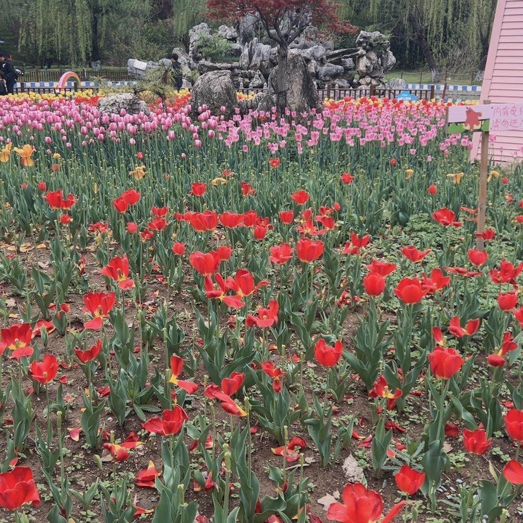 栀香满地