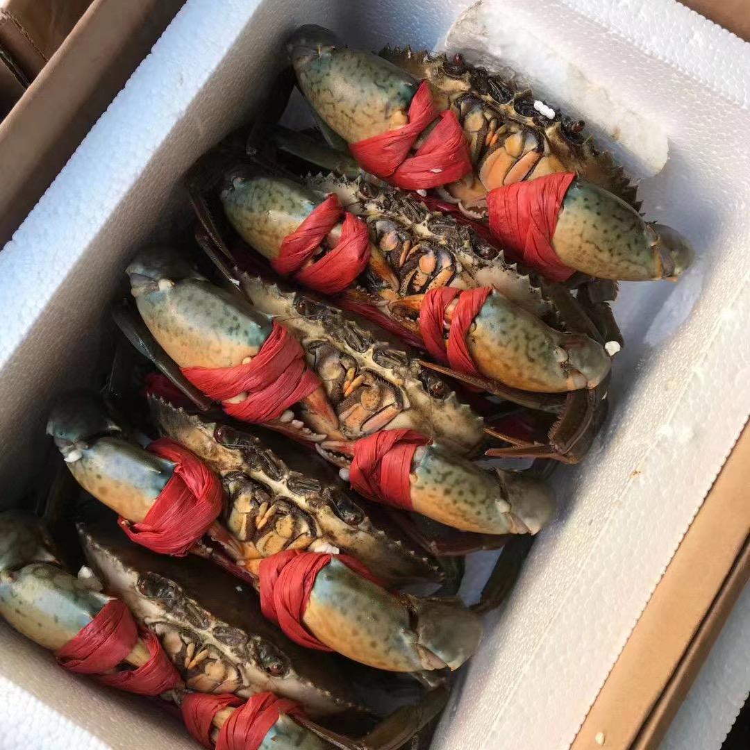 青蟹苗批发/一键代发/源头阿文十足苗