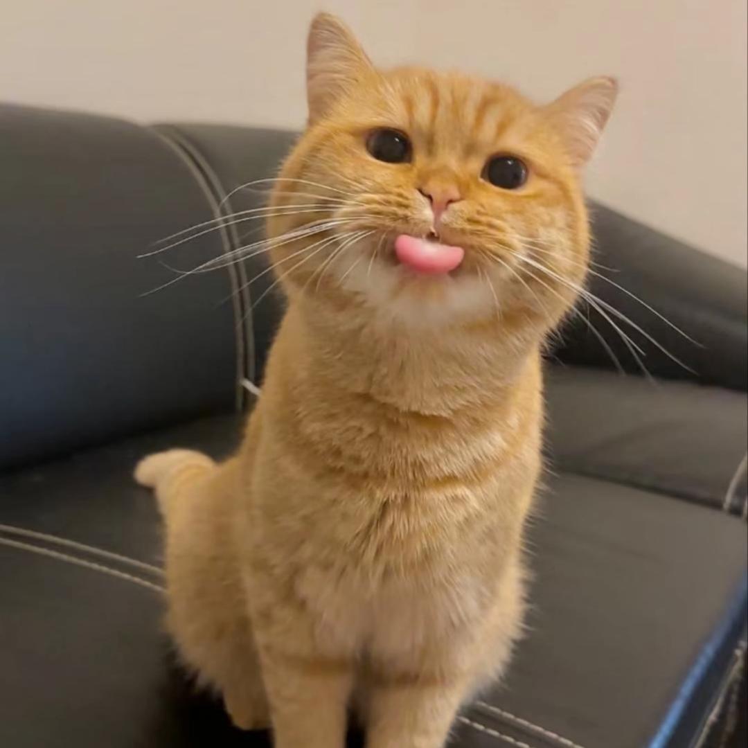 突然不想看懂了