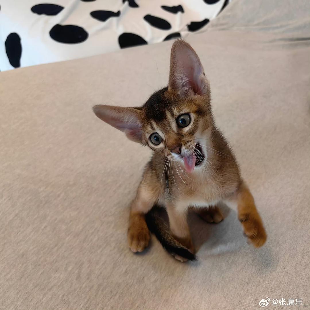 小鱼游呀游