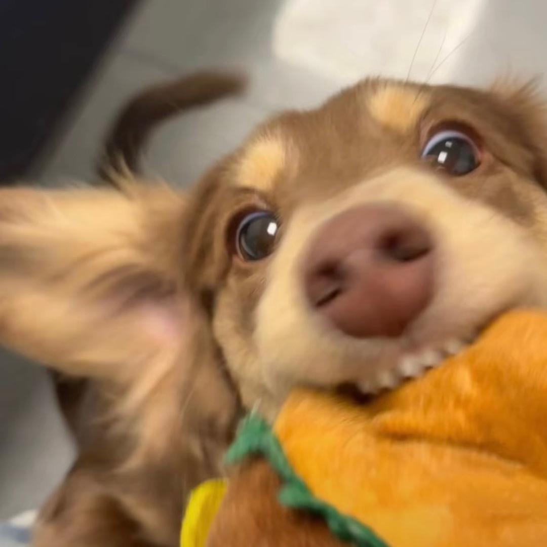 lililililiᵈᙆ