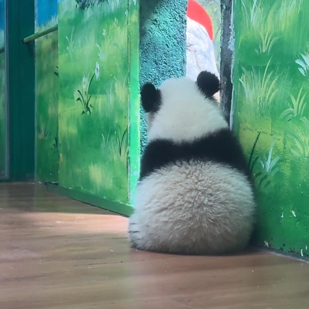爱喝椰子水的椰子踢