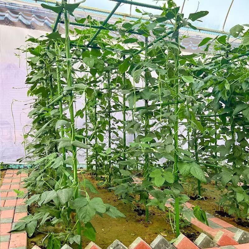 小菜园🥬