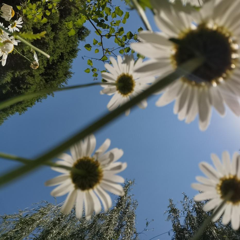 送你一朵小红花🌸