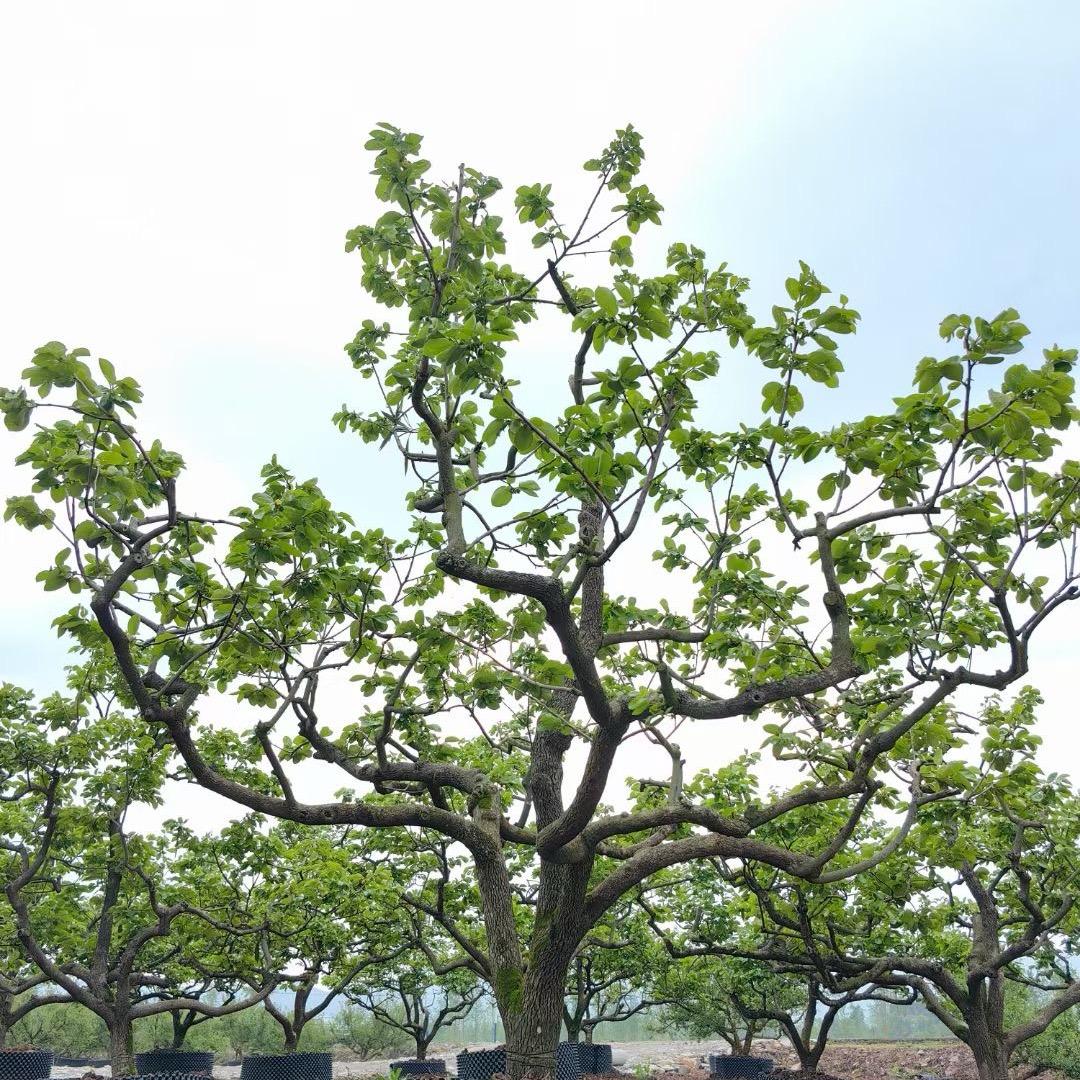 渝优灌园林造型树基地