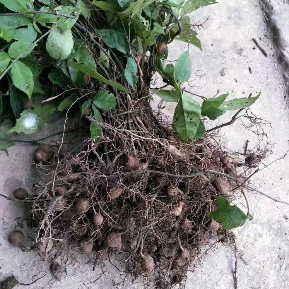 智慧种植陈老师