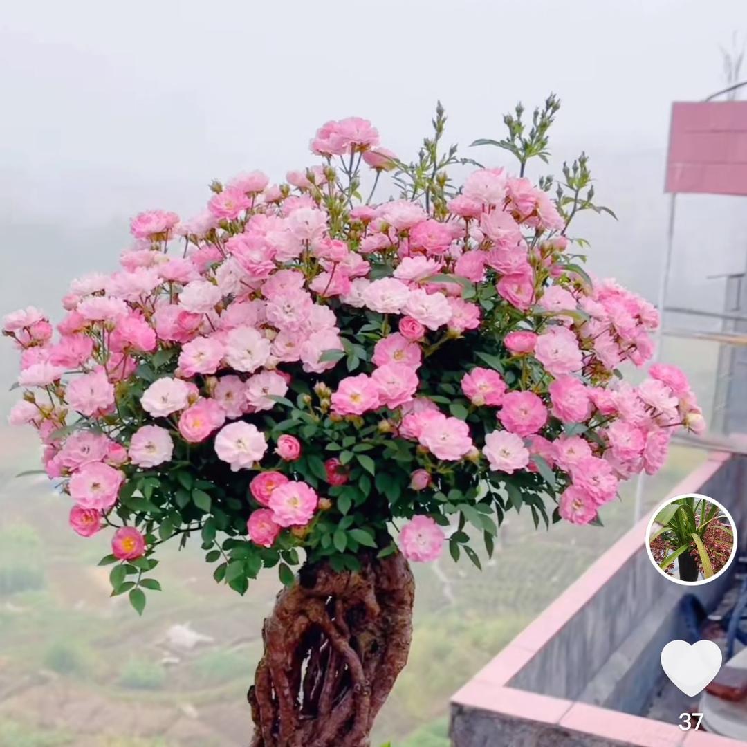 凯浪养花种菜