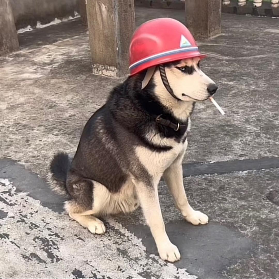 甲方监理