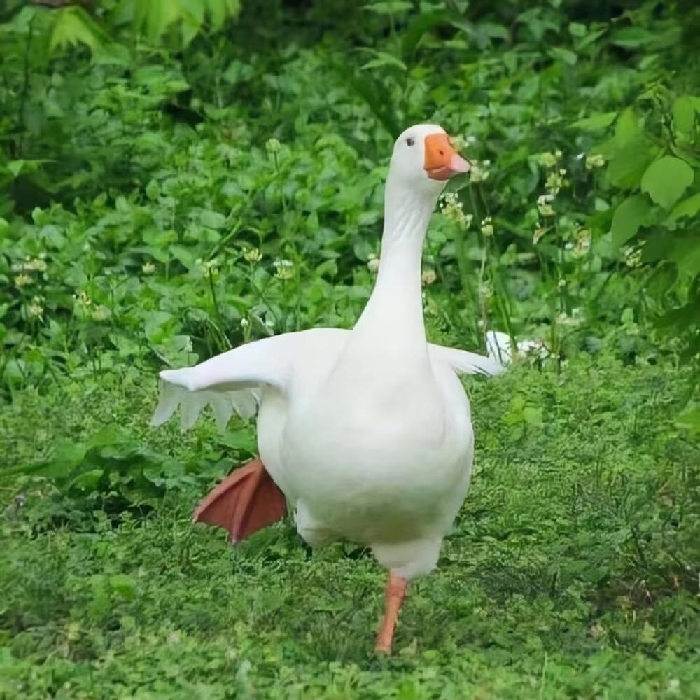 淼淼