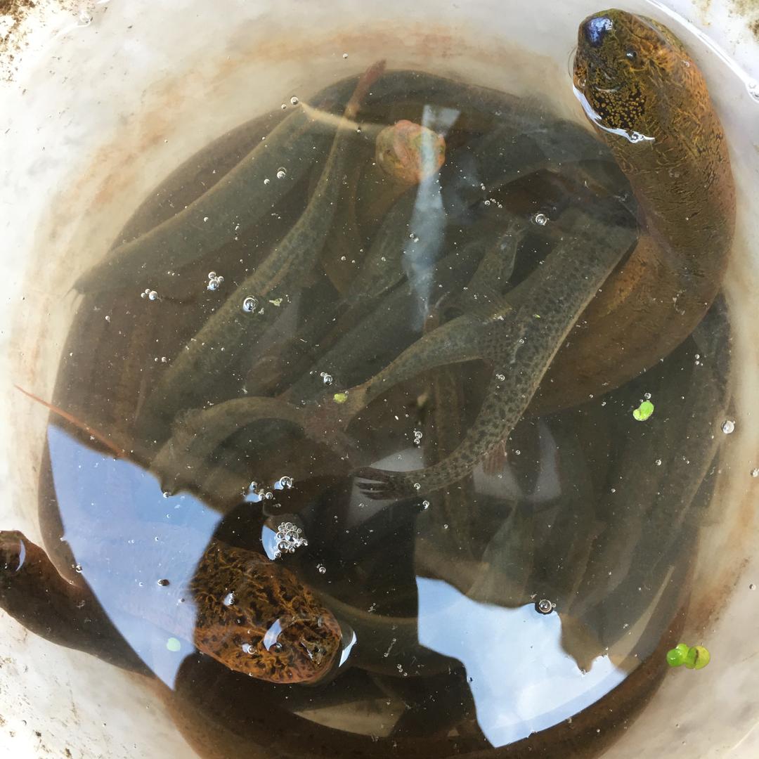 龙在江湖