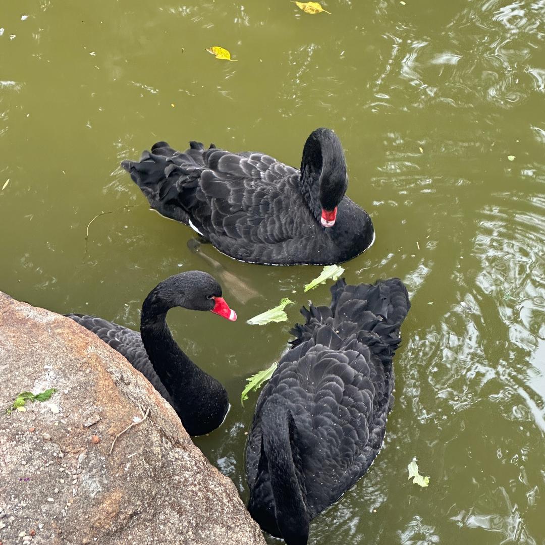 小丁家的睡衣店