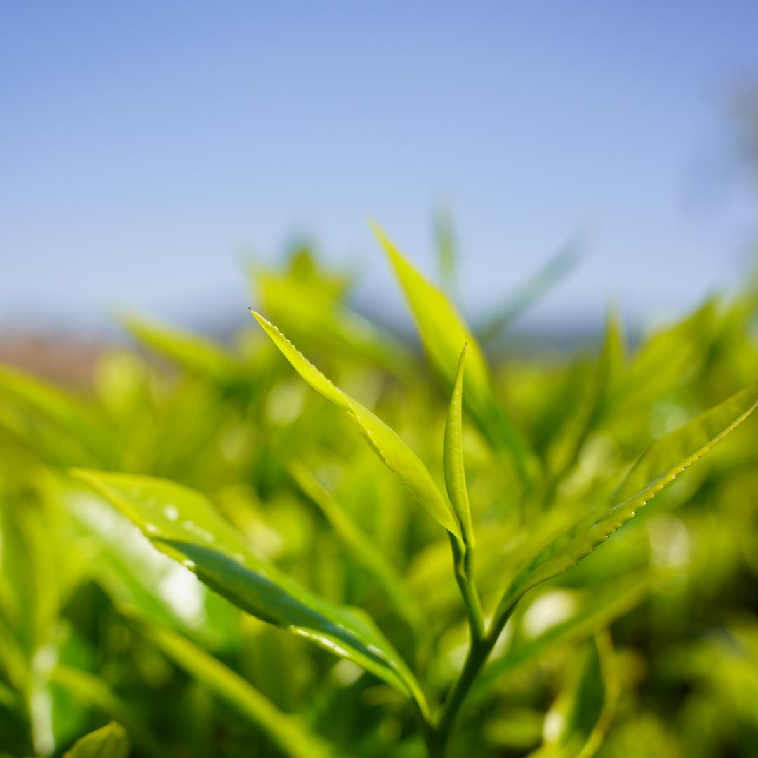 沉闻轩阁茶道研究院