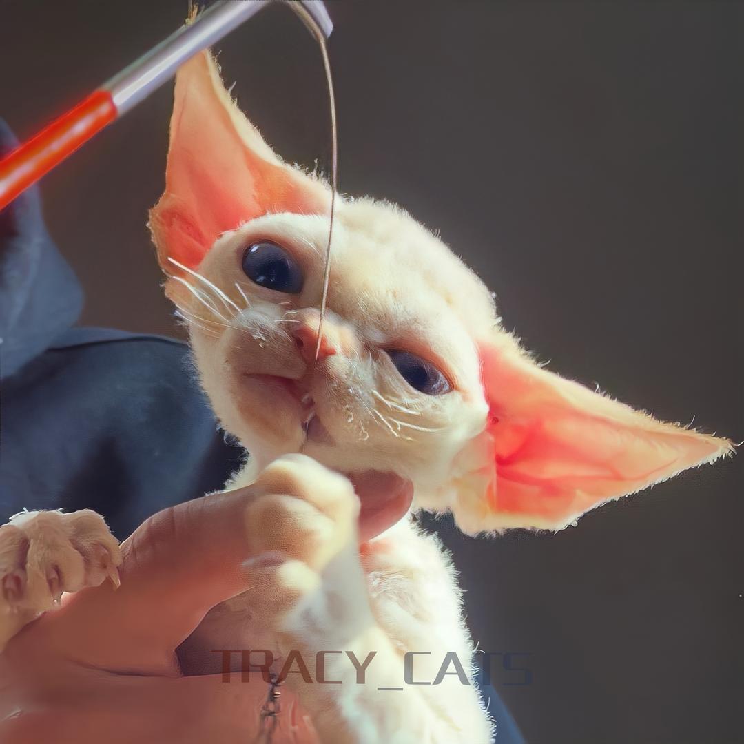 刘小猫の德文卷卷卷