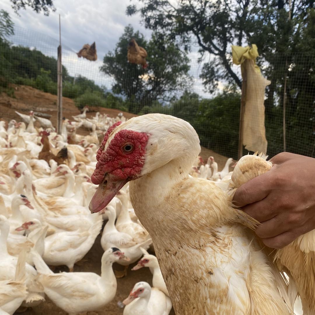 诠玺商行特色食品甄选阁