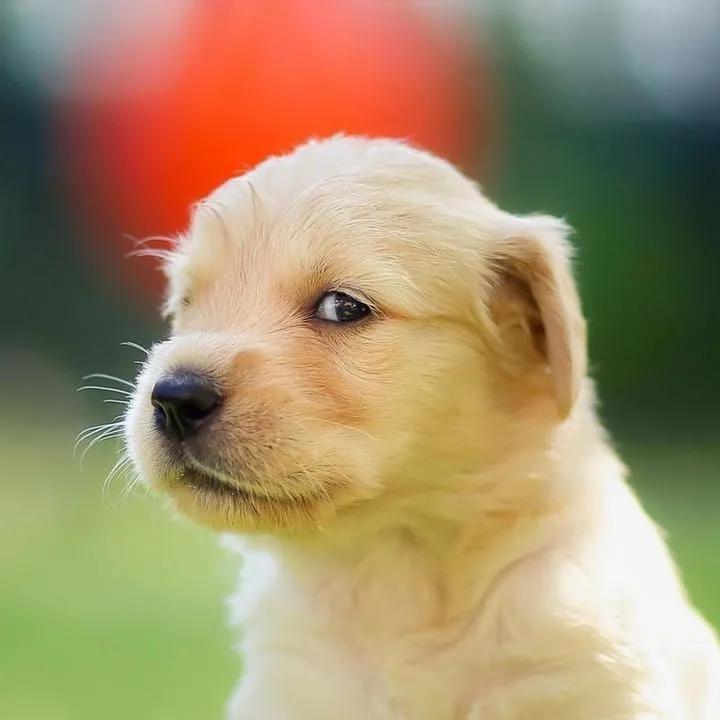 我不爱穿摇裤儿