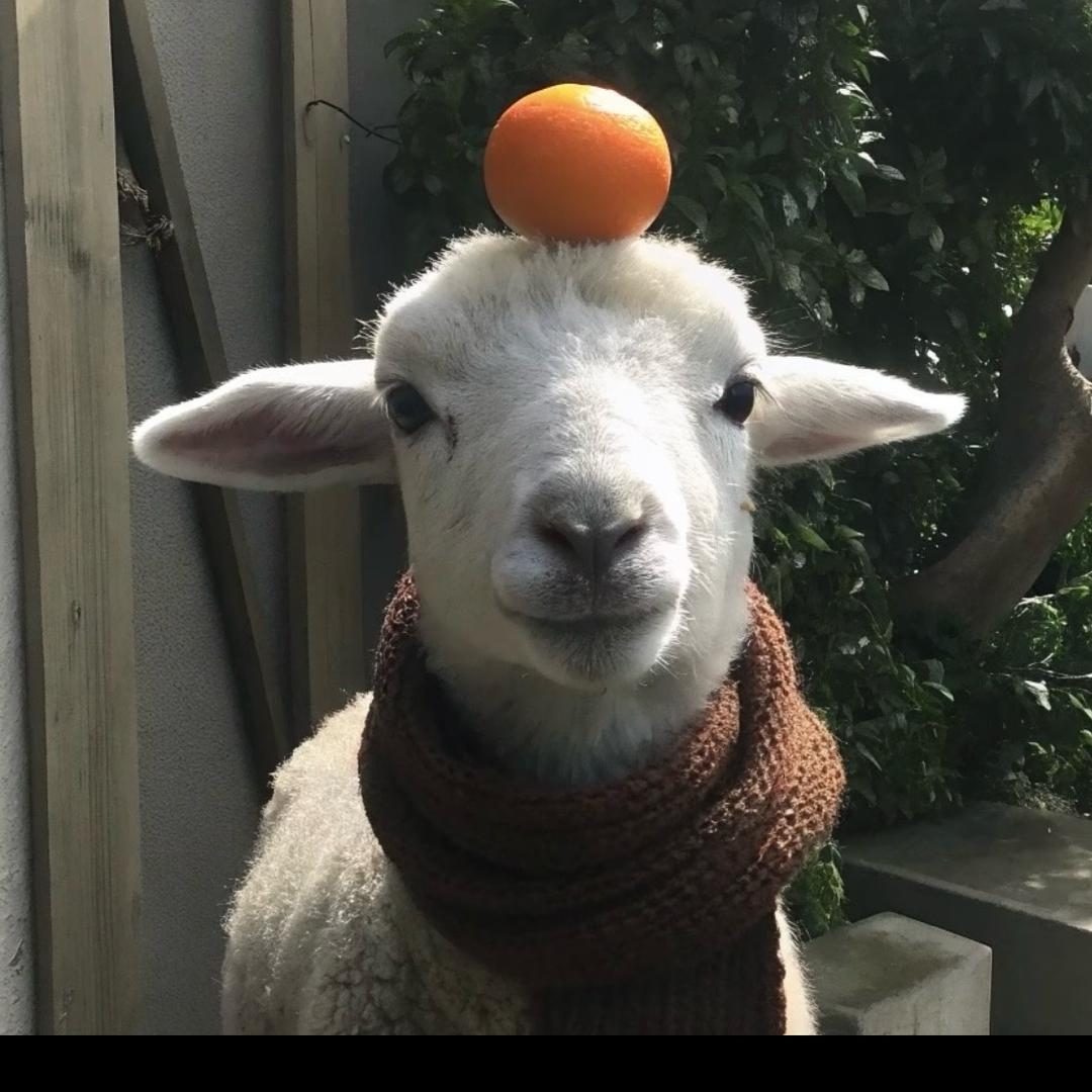 半只阳