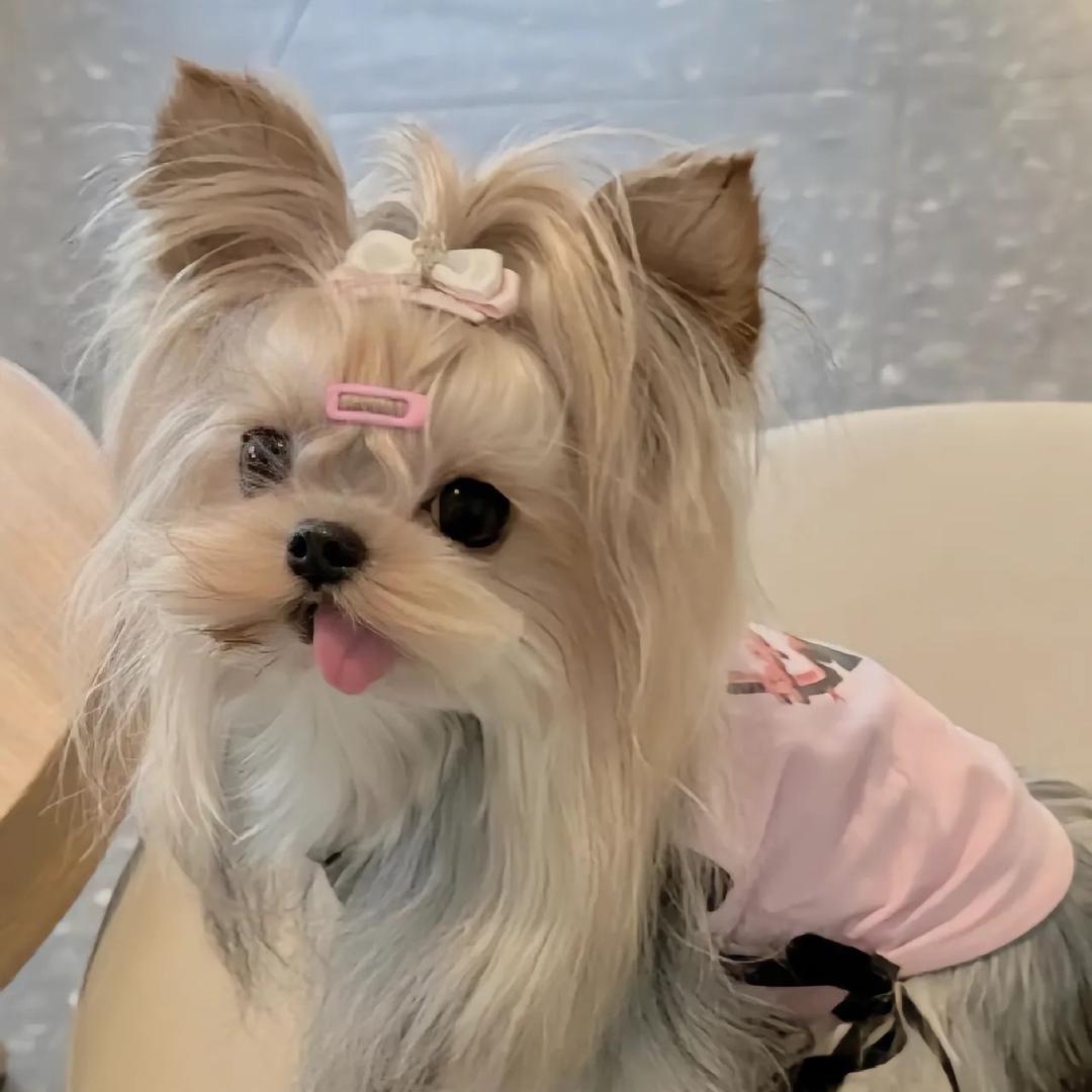 成都小妹