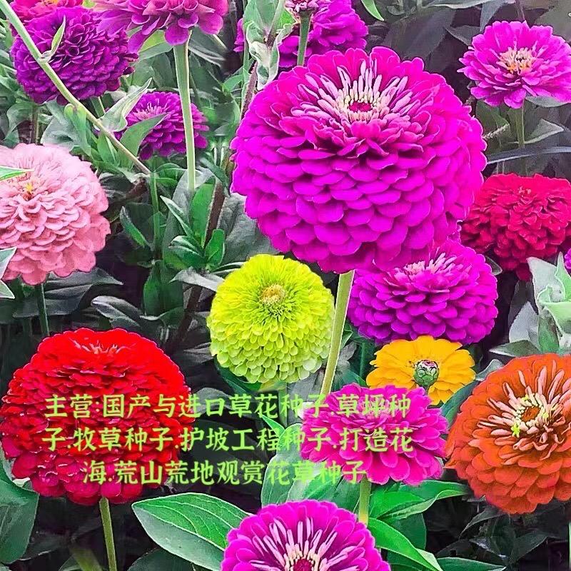 花花草草园艺