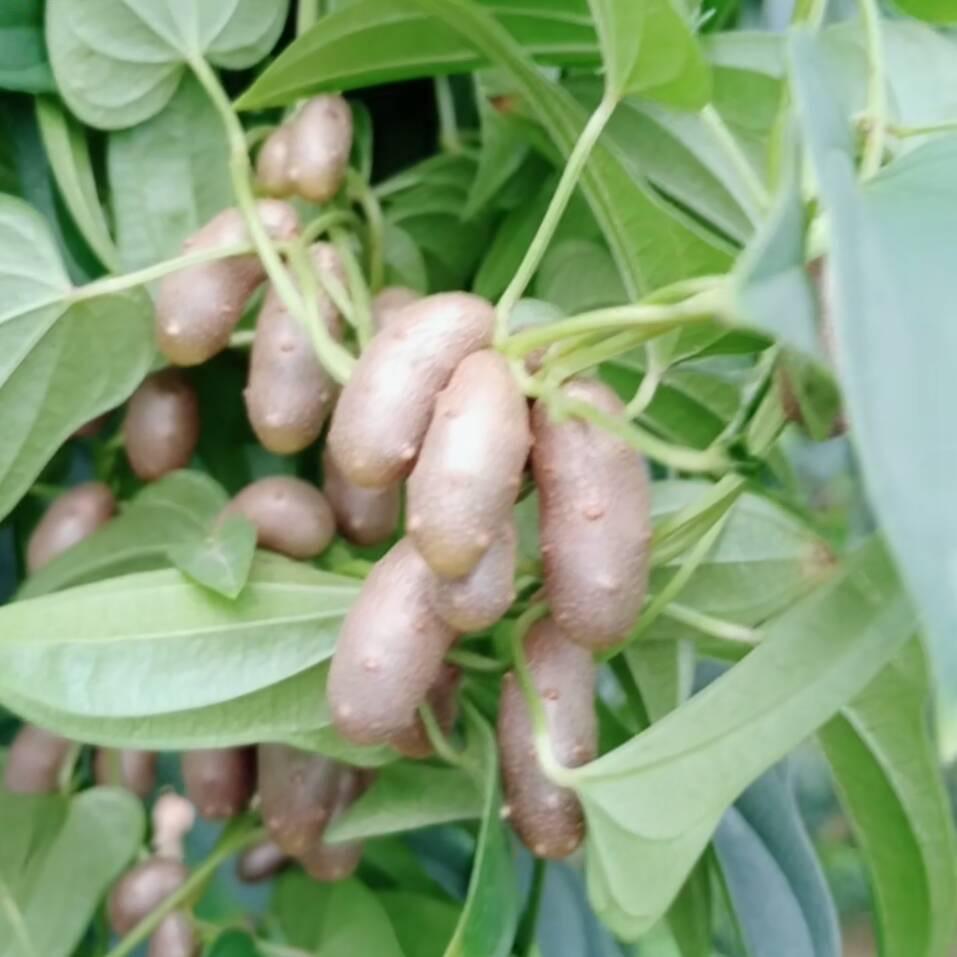 山药豆产地直供（姜曼）