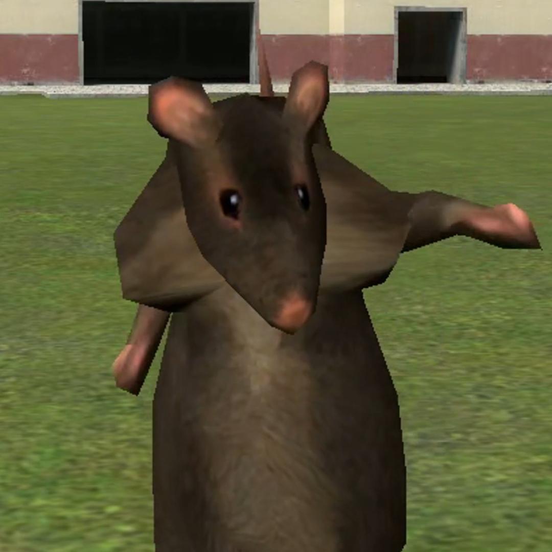 rat